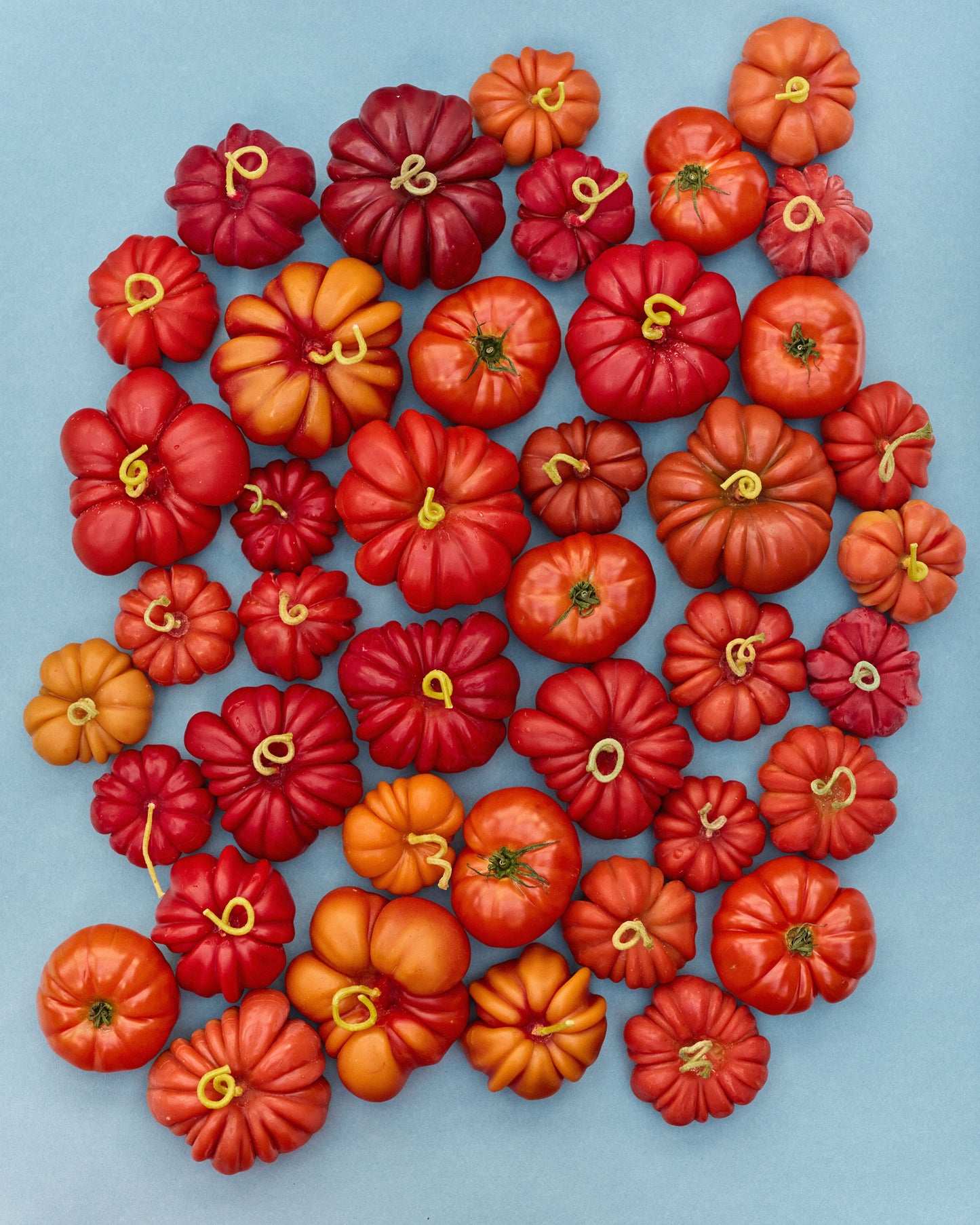 Heirloom Tomato Small in Red